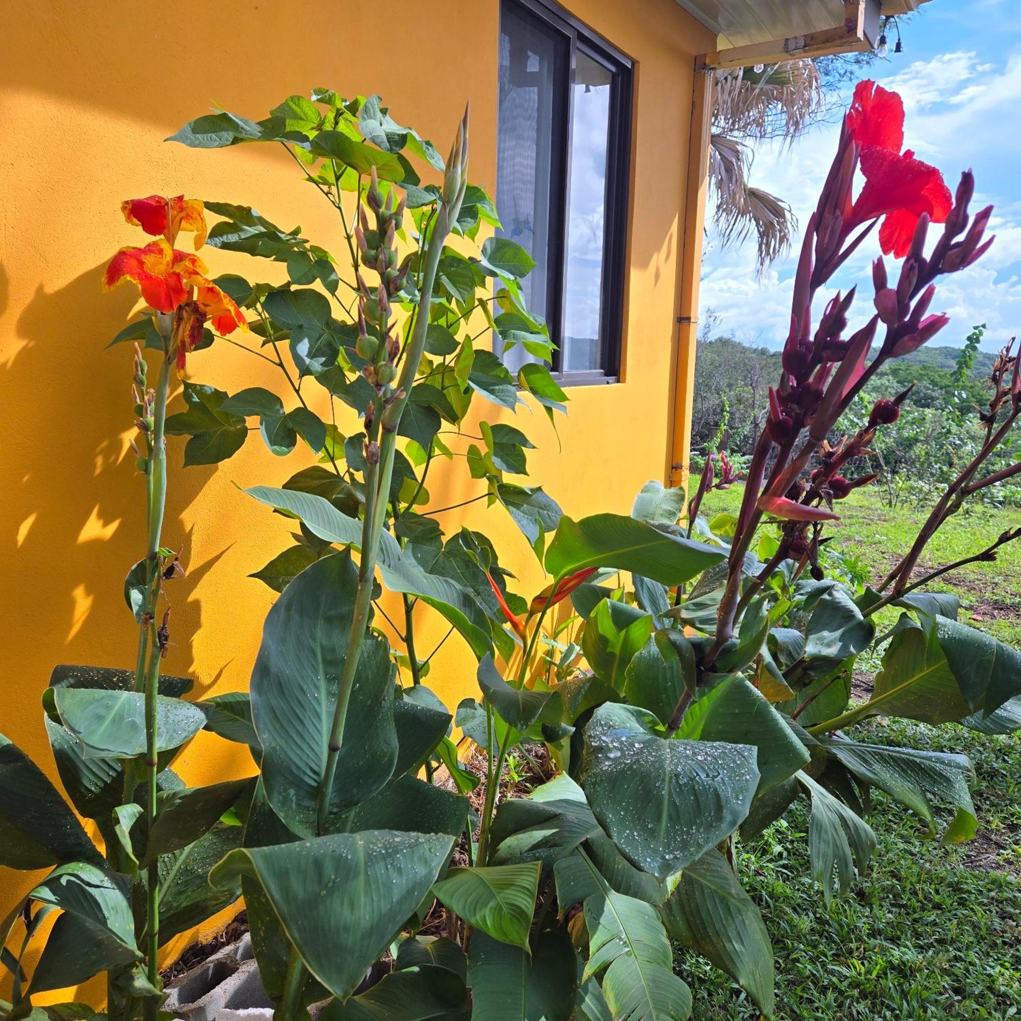 Hacienda En Los Volcanes Guayabo  Buitenkant foto