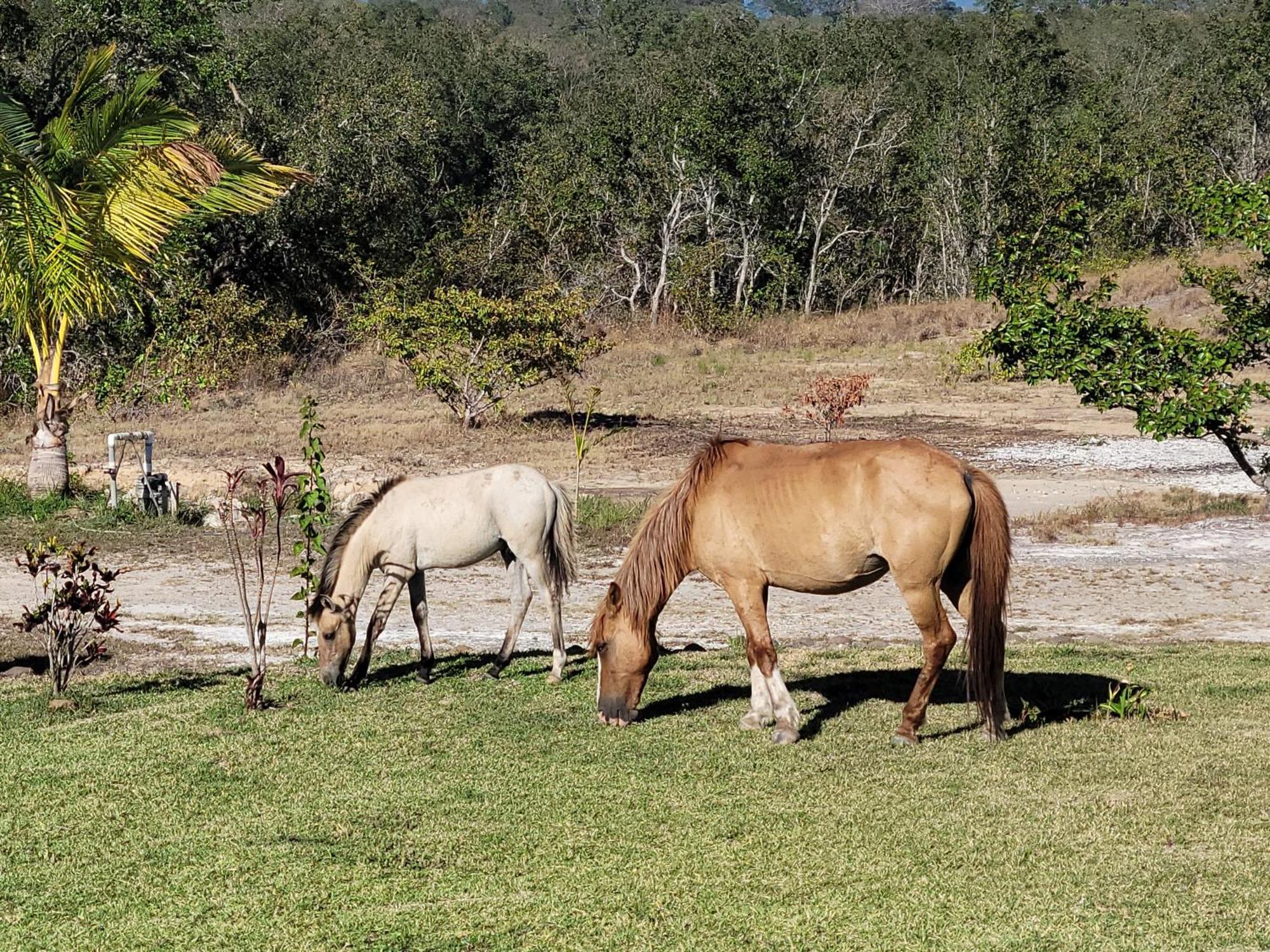 Hacienda En Los Volcanes Guayabo  Buitenkant foto